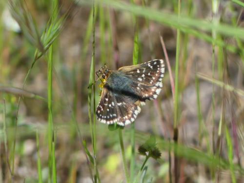 Réf. 302 032 : Spialia sertorius
